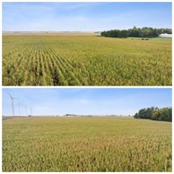 Dykstra - +/-80 Acres of Aetna Twp., Pipestone Co., MN Land