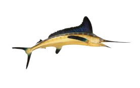 Taxidermy. A composite model of a striped Marlin, bears label 'J. T. Reese Fort Lauderdale',