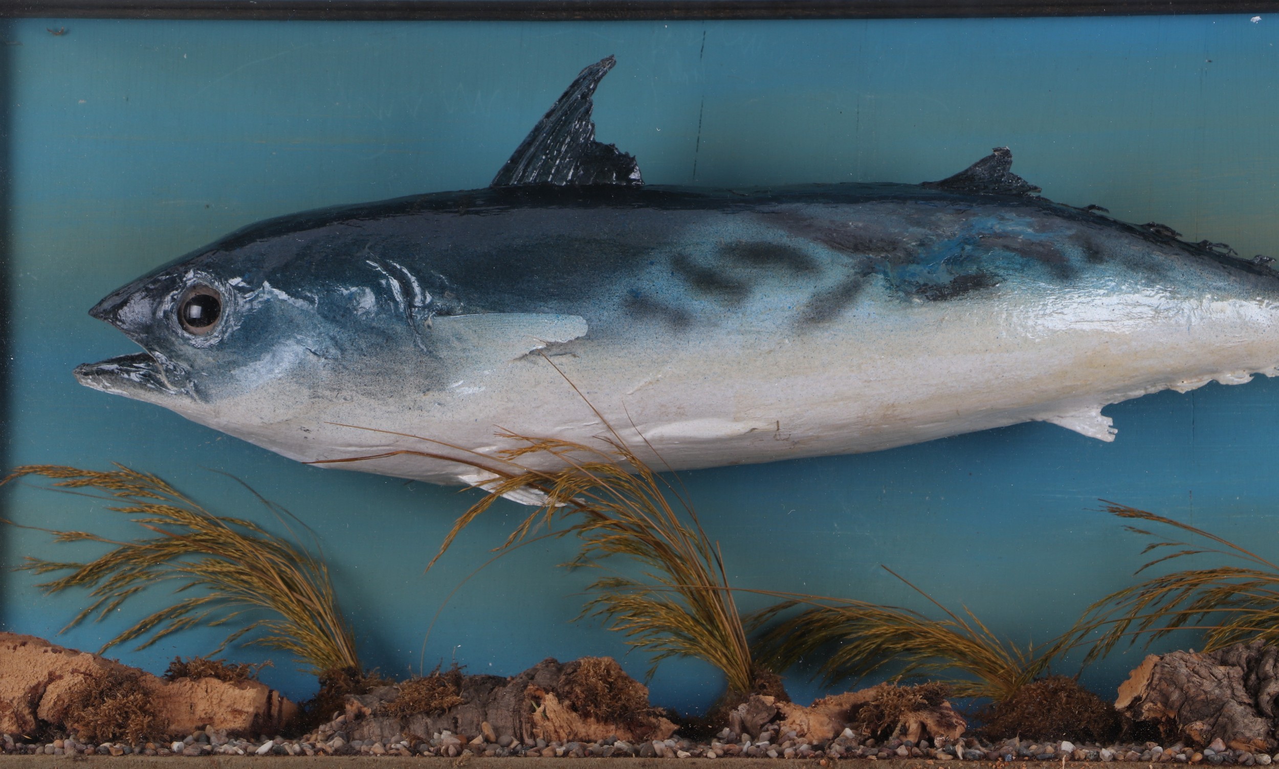 Taxidermy. A Skipjack Tuna type fish in a naturalistic setting, cased, 70cms wide. - Image 2 of 5