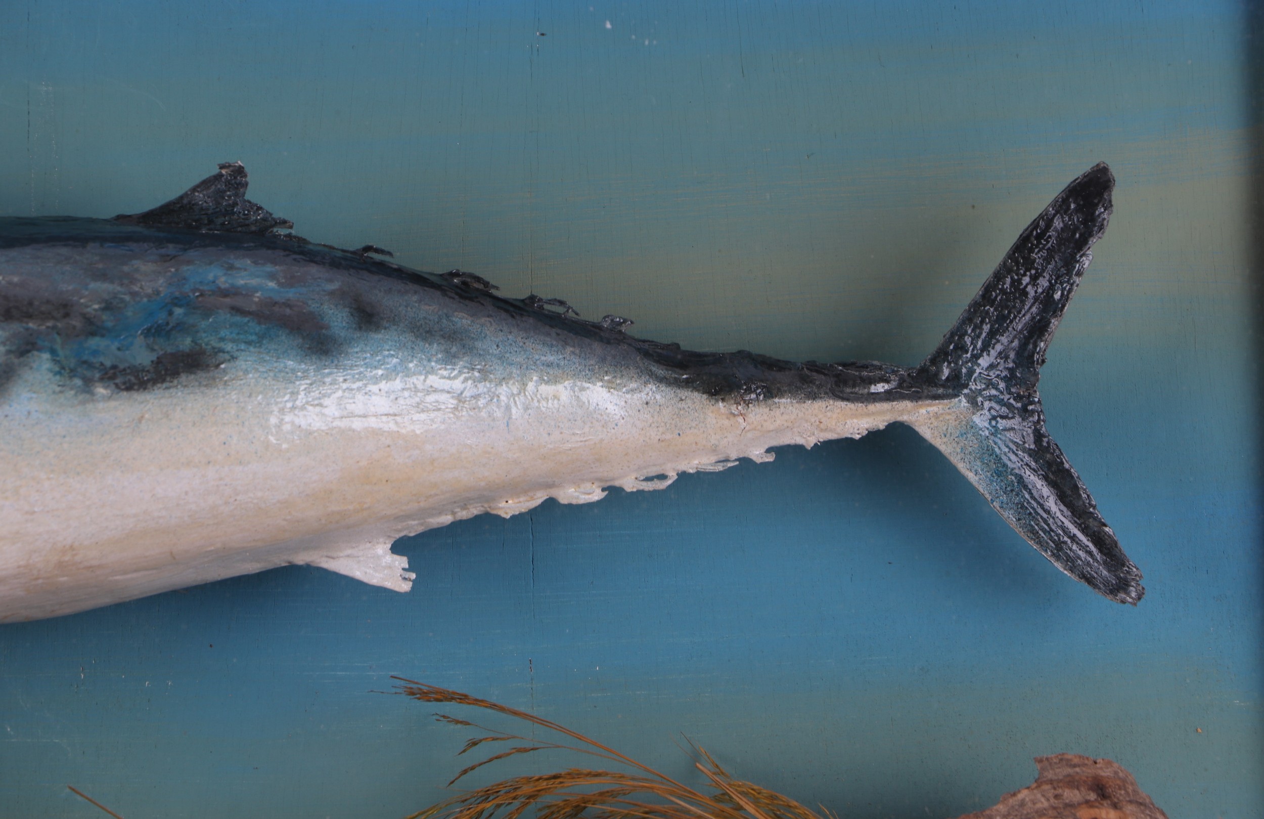 Taxidermy. A Skipjack Tuna type fish in a naturalistic setting, cased, 70cms wide. - Image 3 of 5