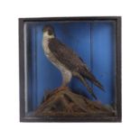 Taxidermy. A late 19th / early 20th century taxidermy study of a peregrine falcon, glazed and in a