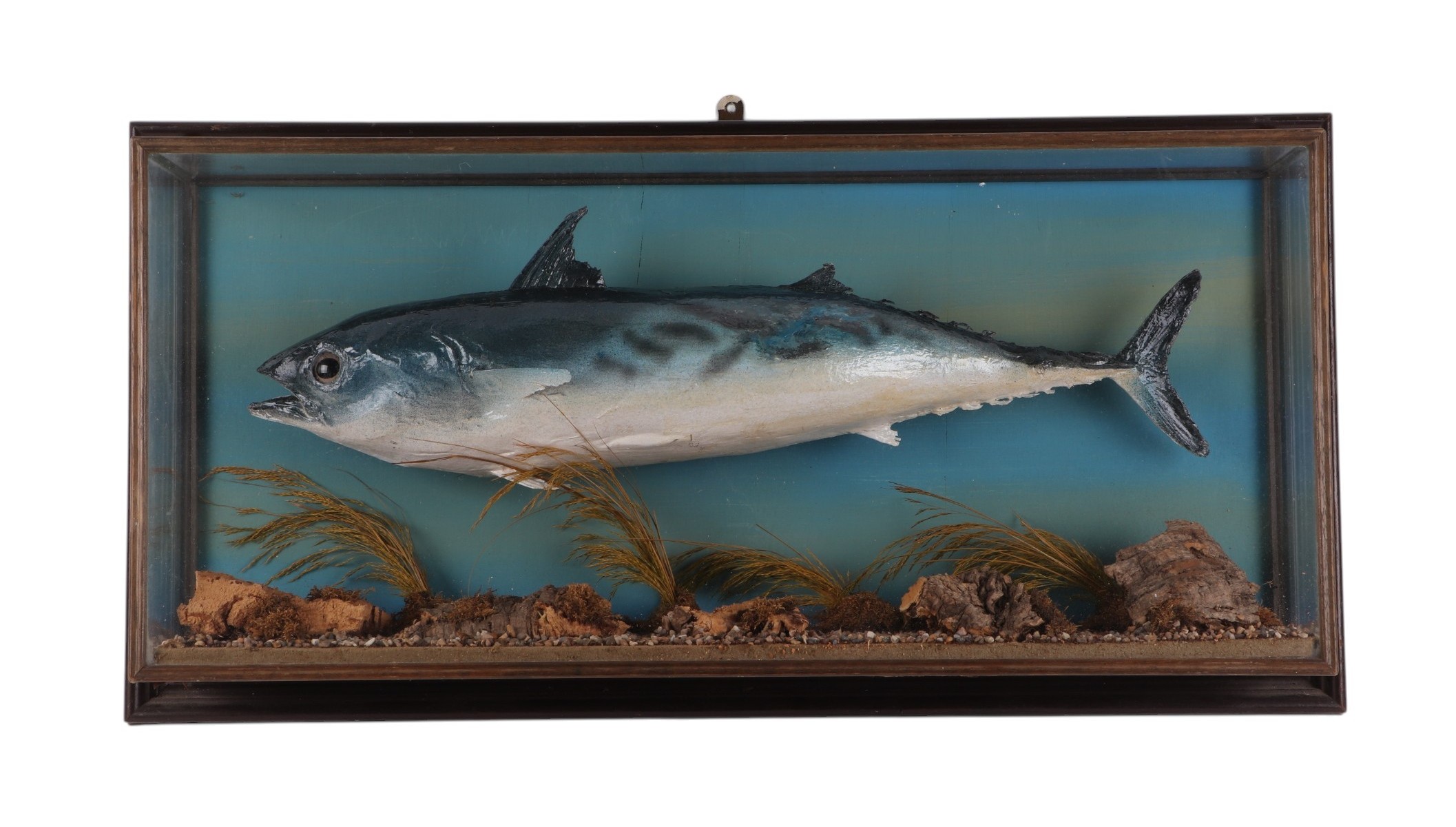 Taxidermy. A Skipjack Tuna type fish in a naturalistic setting, cased, 70cms wide.