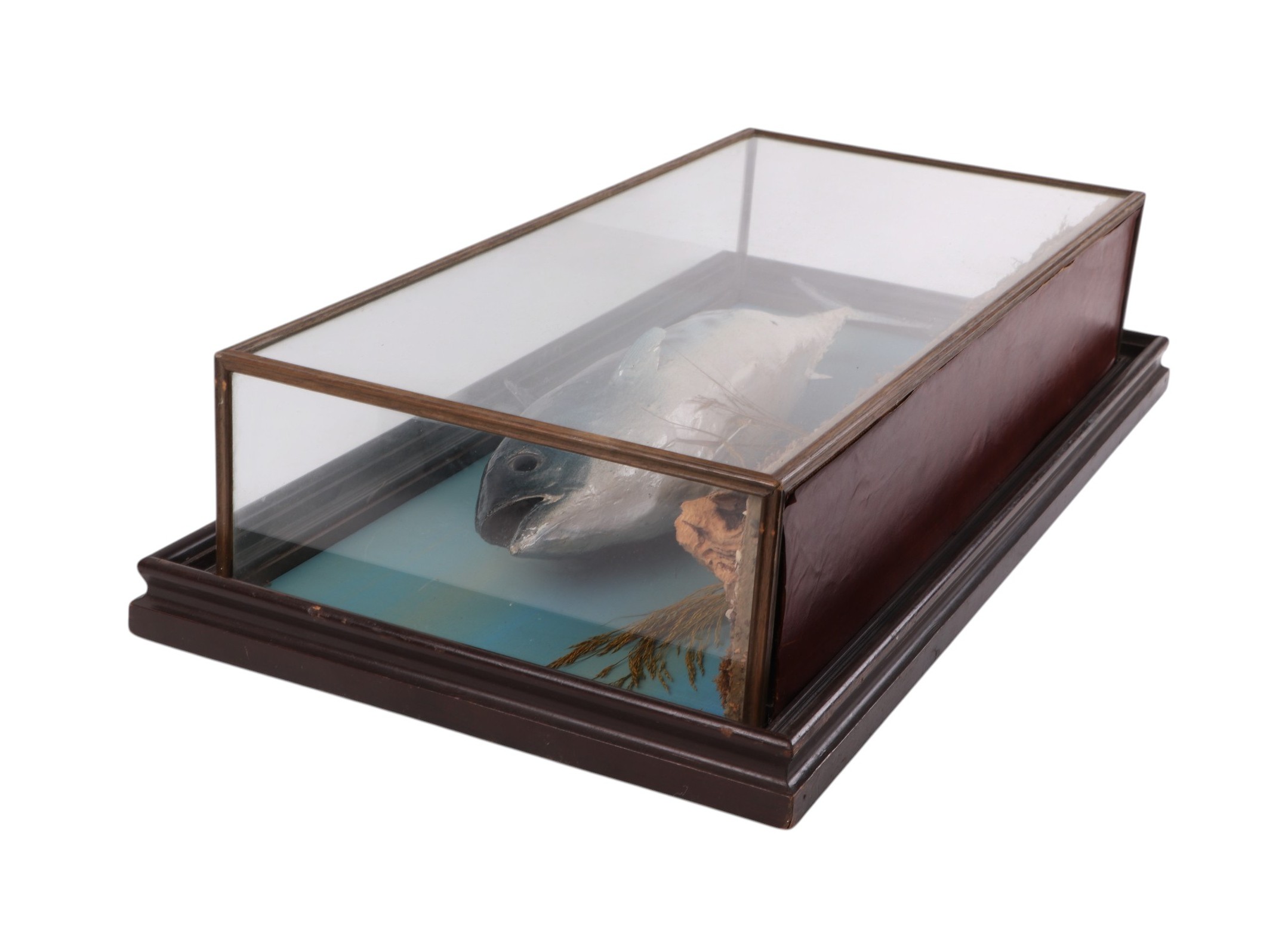 Taxidermy. A Skipjack Tuna type fish in a naturalistic setting, cased, 70cms wide. - Image 4 of 5