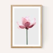 East End Prints East End Prints Lotus by Sisi and Seb 30x40 Oak Framed Art Print RRP £60.00 - EAS-CC