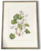 Ros Morley (b.) ‘Flowering plants on the Towpath o