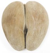Unpolished Coco de Mer (Lodoicea Maldivica), 30cm x 27cm (please note VAT will be payable on the
