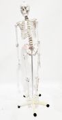 Scientific/educational life style anatomical skeleton model, made from durable plastic, mounted on a