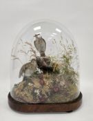 Two taxidermy skylark birds mounted in a naturalistic setting with three chicks in a nest,