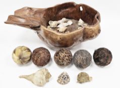 Large hollowed root bowl, 55cm long, a collection of shells including a lightning whelkshell and