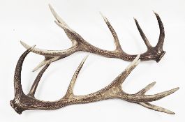 Pair of eight-point red deer antlers, unmounted, 71cm long