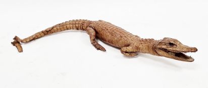 Taxidermy Cayman crocodile, 50cm long (please note VAT will be payable on the hammer)