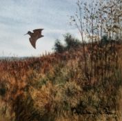 Ashley R. Boon (b.1959) Watercolour Woodcock alighting, signed lower right, framed and glazed, mount