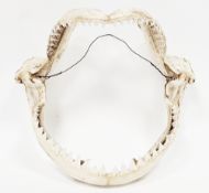 Taxidermy bull shark jaws, complete with multiple row of teeth, 26cm x 26cm