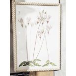 Set of three Oka floral prints, all framed and glazed, overall 66cm x 47cm