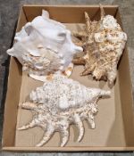 Three seashells including a Queen helmet shell, 22cm long and two spider conch shells, largest