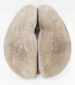 Coco de Mer (Lodoicea Maldivica) of typical unpolished form, 30cm long (please note VAT will be