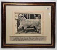 Five early 20th century photographs of prize winning sheep and one of a bull, all inscribed, to