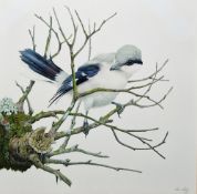 Kenneth Norman Lilly (British, 1929-1996) Watercolour Study of a Great Grey Shrike perched on