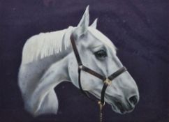 L.K.G. (20th century) Pastel on paper Study of a white horse's head wearing bridle, initialled LKG