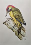 20th century Watercolour Three ornithological studies of birds to include Yellowhammer, Robin and
