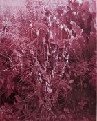 Mike Ware (20th-21st Century) Photograph with purple toning Poppies at Woodrising, 1990, signed