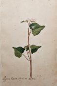 19th century Continental School Watercolour and pencil drawings on paper Three botanical studies,