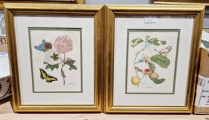 Collection of 13 framed and glazed interior designer botanical floral prints, largest frame 42cm x