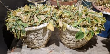 A pair of cast concrete planters decorated with oak leaf and acorn design, 44cm dia x 36cm high