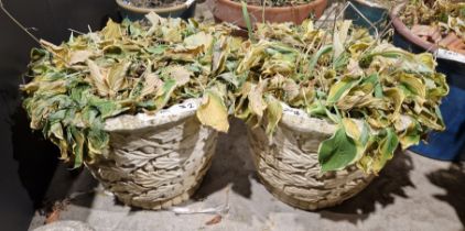 A pair of cast concrete planters decorated with oak leaf and acorn design, 44cm dia x 36cm high