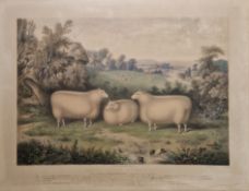 After Henry Strafford, engraved by J.W. Giles (19th century) Hand-coloured lithograph 