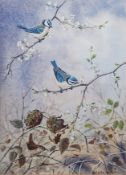 Esdaile Hudson (b.1937) Watercolour Study of blue tits and wren in foliage, signed lower right,