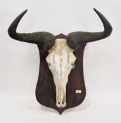 Common/blue wildebeest skull (Connochaetes taurinus) mounted on a stained wood plaque, with a
