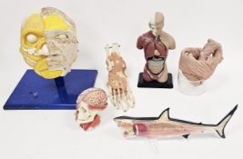 Collection of anatomical medical educational plastic and PVC models, including human spine and