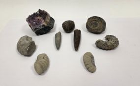 Amethyst crystal cluster, 8cm wide, together with eight fossils including ammonites, sea urchin, and