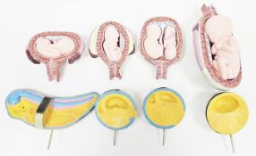 Set of eight anatomical medical educational human fetal development PVC models, showing stages of