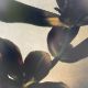 Three contemporary abstract photographic prints framed as a triptych. 111x67cm. - Image 4 of 5