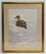 Virginia Austin (Virginia Miller b.1951), a large contemporary watercolour portrait of a duck,