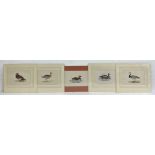 Five 20th century hand coloured portrait engravings of ducks and geese. All unframed. H.29 W.35cm