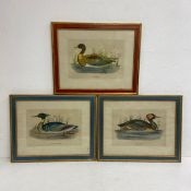 Three hand coloured engravings, portraits of ducks. All framed and glazed. 44x35cm.