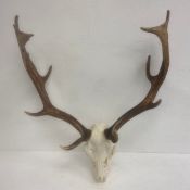 A red or fallow deer skull and antlers. H.70 W.62cm.