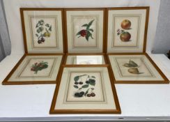 A set of seven 19th century printed fruit studies. All framed and glazed. 39 x 45cm