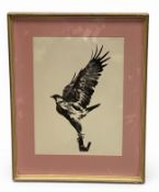 A signed 1970s South African screen print depicting an eagle in flight with prey. Framed and glazed.