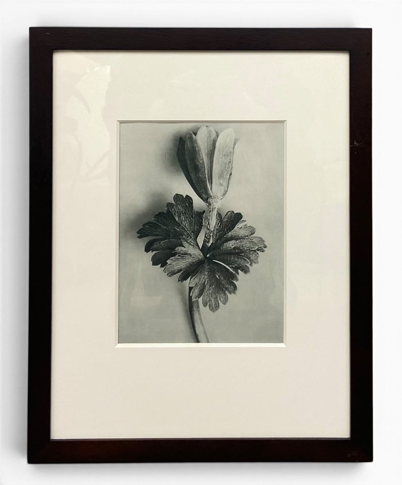 Karl Blossfeldt (1865-1932), an early 20th century photogravure print titled 'Unformen Der Kunst',