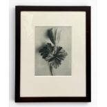 Karl Blossfeldt (1865-1932), an early 20th century photogravure print titled 'Unformen Der Kunst',