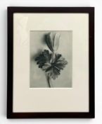 Karl Blossfeldt (1865-1932), an early 20th century photogravure print titled 'Unformen Der Kunst',