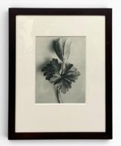 Karl Blossfeldt (1865-1932), an early 20th century photogravure print titled 'Unformen Der Kunst',