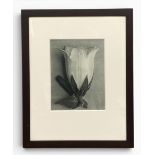 Karl Blossfeldt (1865-1932), an early 20th century photogravure print titled 'Unformen Der Kunst',