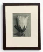 Karl Blossfeldt (1865-1932), an early 20th century photogravure print titled 'Unformen Der Kunst',