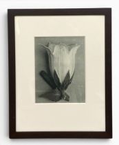 Karl Blossfeldt (1865-1932), an early 20th century photogravure print titled 'Unformen Der Kunst',