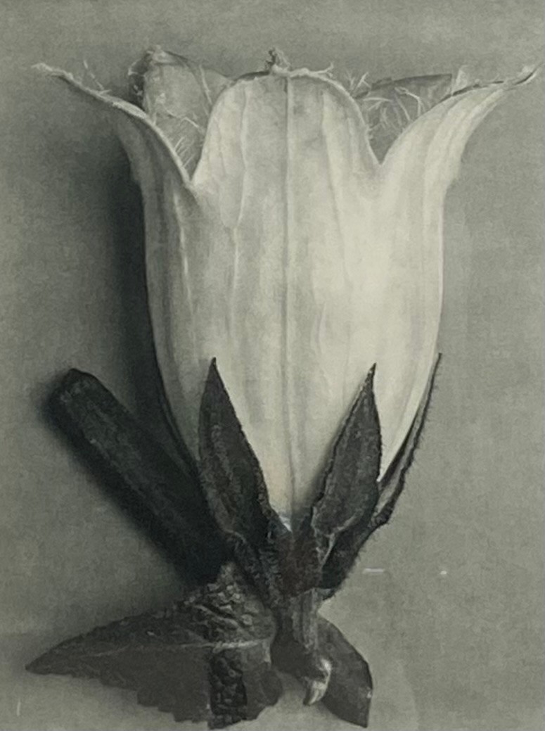 Karl Blossfeldt (1865-1932), an early 20th century photogravure print titled 'Unformen Der Kunst', - Image 2 of 4
